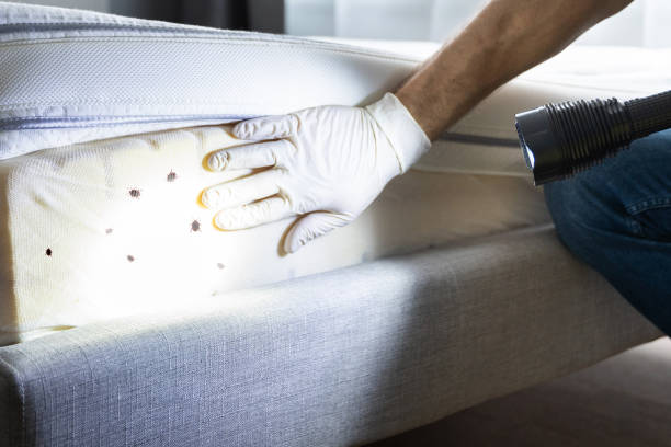 Best Ant Control Services  in Perry, GA